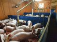 ILLE ET VILAINE : FOR SALE PIG FARM OF124 SOWS  ON 45 HA