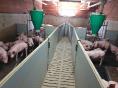 MORBIHAN: FOR SALE PIG FARM OF 3,994 FATTENING PLACES