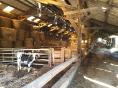 CÔTES D'ARMOR: FOR SALE DAIRY FARM OF 234,000 LITERS ON 37 HA WITH BREASTFEEDING COWS WORKSHOP
