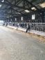 COTES D'ARMOR: FOR SALE DAIRY FARM OF 415,000 LITERS ON 74 HA