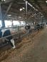 COTES D'ARMOR: FOR SALE DAIRY FARM OF 415,000 LITERS ON 74 HA