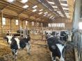 MORBIHAN: FOR SALE CATTLE FATTENING FARM, CROPS AND VEGETABLES ON 261 HA