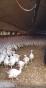 FINISTERE: POULTRY FARM OF 3,800 sqm ON 48 HA