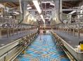 FINISTERE: DAIRY FARM OF 920,000 LITERS ON 117 HA
