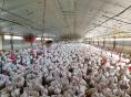 MORBIHAN: BREEDING OF MEAT CATTLE AND BROILER POULTRY ON 127 HA