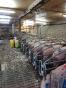 FINISTERE: PIG FARM OF 160 TNE ON 93 HA