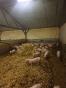 FINISTERE: PIG FARM OF 160 TNE ON 93 HA