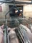COTES D'ARMOR : PIG FARM OF 160  SOWS ON 74 HA