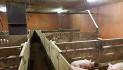 CENTRAL BRITTANY- FOR SALE 680 SOWS FARM