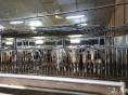 SOLD IN APRIL 2024 : COTES D'ARMOR: DAIRY FARM OF 815,000 LITERS ON 127 HA AND VEAL WORKSHOP