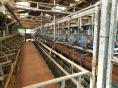 FINISTERE: ORGANIC DAIRY FARM OF 920,000 LITERS ON 200 HA