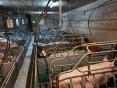 FINISTERE: DAIRY FARM OF 690,000 LITERS ON 144 HA WITH PIG WORKSHOP OF 160 SOWS