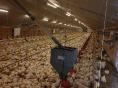 FINISTERE: POULTRY FARM OF 3,900 sqm ON 16.30 HA