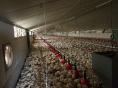 FINISTERE: POULTRY FARM OF 3,900 sqm ON 16.30 HA