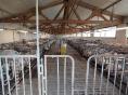 FINISTERE: PIG OPERATION OF 412 SOWS ON 140 HA