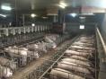 MORBIHAN: PIG FARM OF 610 SOWS ON 117 HA
