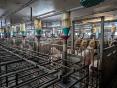 MAINE ET LOIRE: PIG FARM OF 283 BREEDING SOWS ON 38 HA