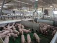 MAINE ET LOIRE: PIG FARM OF 283 BREEDING SOWS ON 38 HA