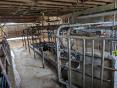 MAYENNE :  ORGANIC DAIRY FARM OF 517 000 L ON 70 HECTARES