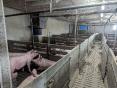 ILLE ET VILAINE: PIG FARM OF 160 SOWS ON 37 HA