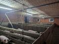 ILLE ET VILAINE: PIG FARM OF 160 SOWS ON 37 HA