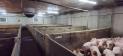 COTES D'ARMOR: PIG FARM OF 335 SOWS ON 160 HA