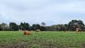 FINISTERE: BREEDING OF SUCKING COWS ON 50 HA
