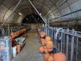 MAYENNE: DAIRY FARM OF 341,000 LITERS ON 50 HA WITH BEEF CALVES WORKSHOP