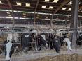 MANCHE: DAIRY FARM OF 2,300,000 LITERS ON 209 HA