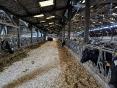 MANCHE: DAIRY FARM OF 606,000 LITERS ON 80 HA (possibility of up to 45 additional hectares)