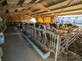 MANCHE: DAIRY FARM OF 606,000 LITERS ON 80 HA (possibility of up to 45 additional hectares)