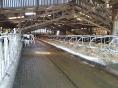 COTES D'ARMOR: DAIRY FARM OF 650,000 LITERS, 620 PL. PIGS FATTENING ON 92 HA