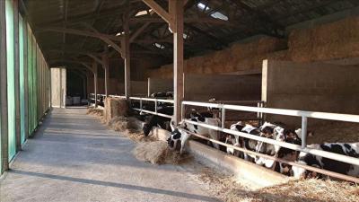 SARTHE - FOR SALE DAIRY FARM 475,000 L ON 90 HECTARES