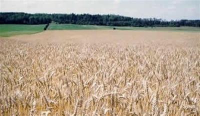 SARTHE - FOR SALE 50 HA OF CULTIVATED LAND - INVESTOR