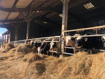 SOLD IN FEBRUARY 2023 - CALVADOS: DAIRY FARM OF 450,000 LITERS ON 177 HA