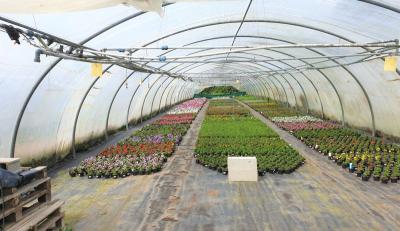 FINISTERE : HORTICULTURAL FARM ON 1.65 HA