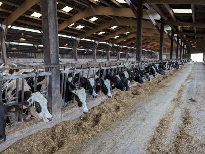 MANCHE: DAIRY FARM OF 2,300,000 LITERS ON 209 HA