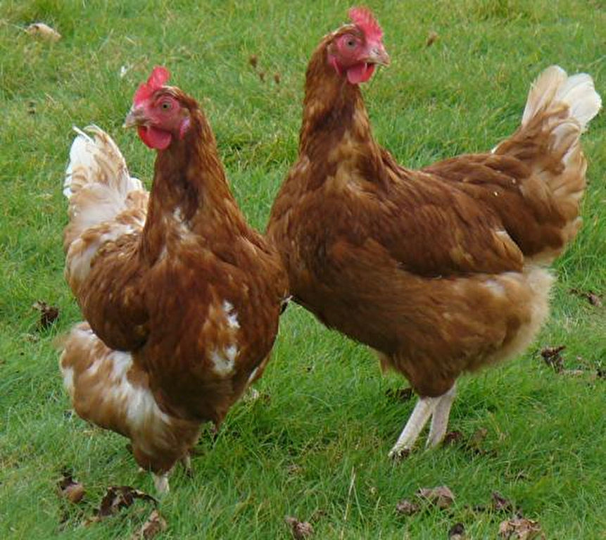 MORBIHAN - FOR SALE - POULTRY FARM 49,000 LAYING HENS ON 55 HA