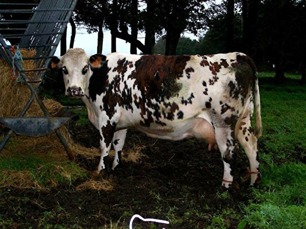 LOIRE ATLANTIQUE -  FOR SALE DAIRY ORGANIC FARM 409,000 LITRES ON 156 HECTARES