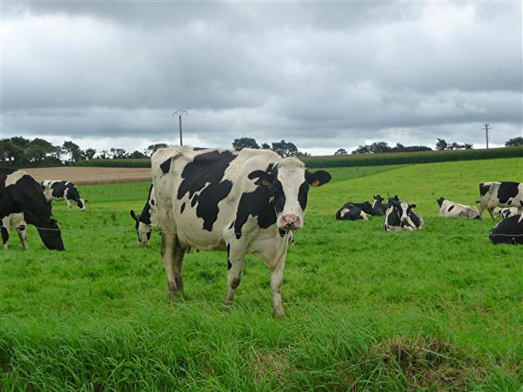 FINISTERE - FOR SALE DAIRY FARM 470,000 LITRES ON 68 HA