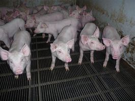 SOLD IN APRIL 2023 - COTES D'ARMOR  : PIG FARM 250 SOWS ON 60 HA