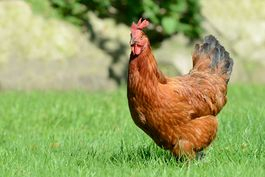 MORBIHAN: FOR SALE 16 000 LAYING HENS ON THE GROUND AND OUTDOOR