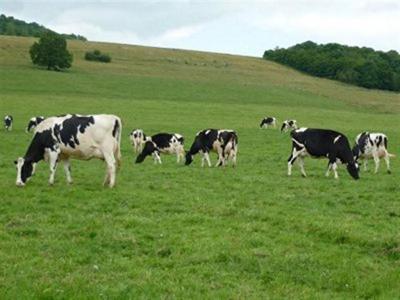 MORBIHAN - FOR SALE DAIRY FARM 200,000 L AND POULTRY  UNIT ON 33 HA