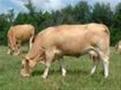 SOLD - LOIRE-ATLANTIQUE - FARM SPECIALIZED IN VEAL