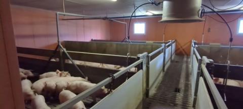COTES D'ARMOR: PIG FARM WITH 1,550 FATTENING PLACES ON 40 HA